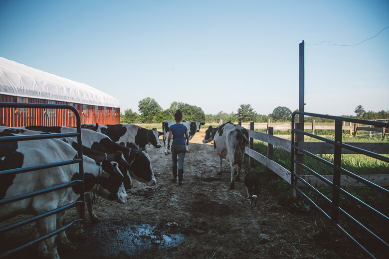Farmer walking between dairy cows in barn pasture with red barn