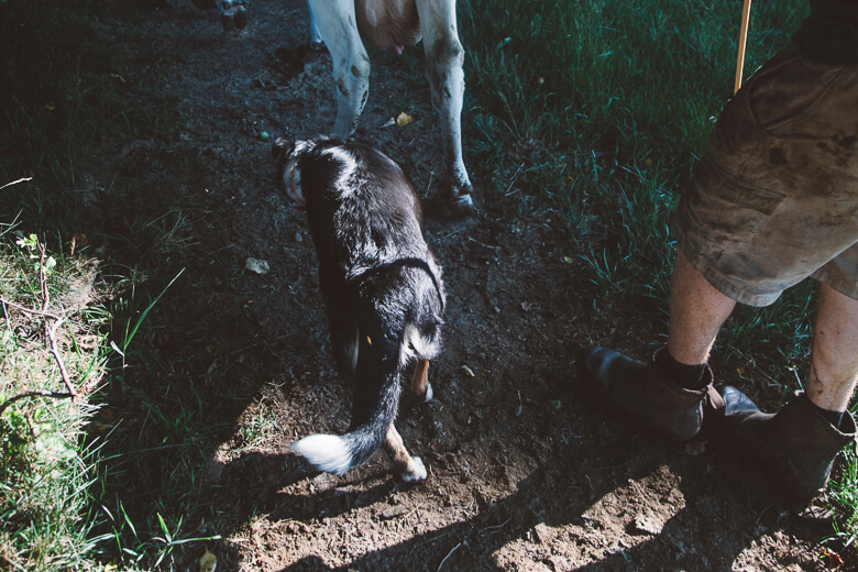 Black and white dog digging in dirt near human legs and grass