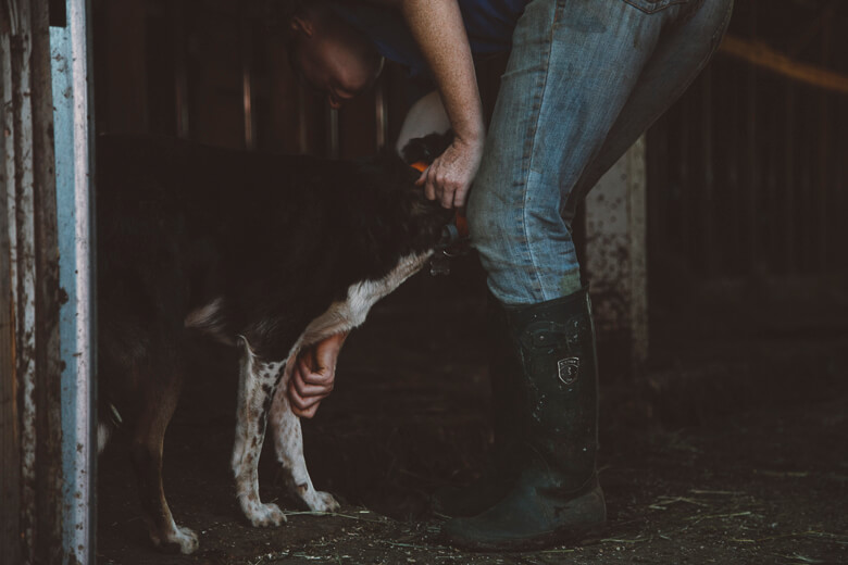 Person with spotted dog in dimly lit barn or stable environment