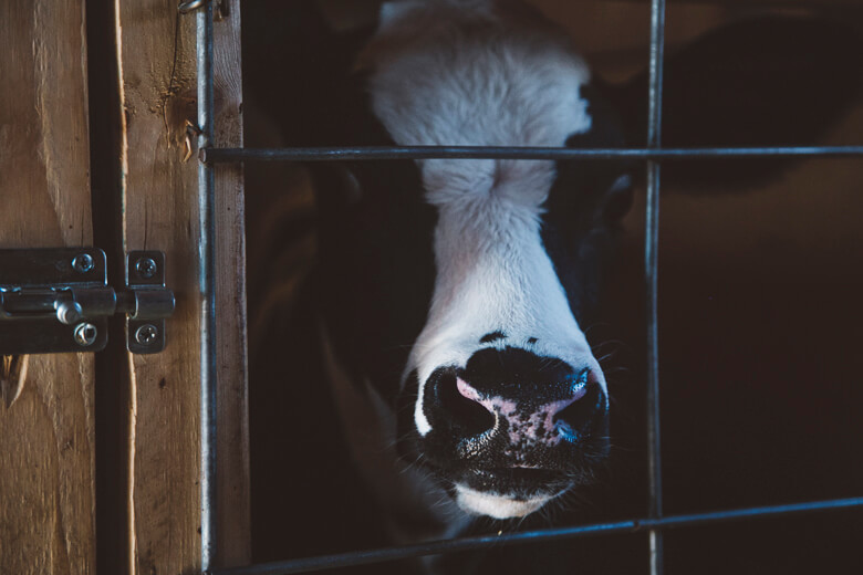 White cow peering through metal gate with curious expression