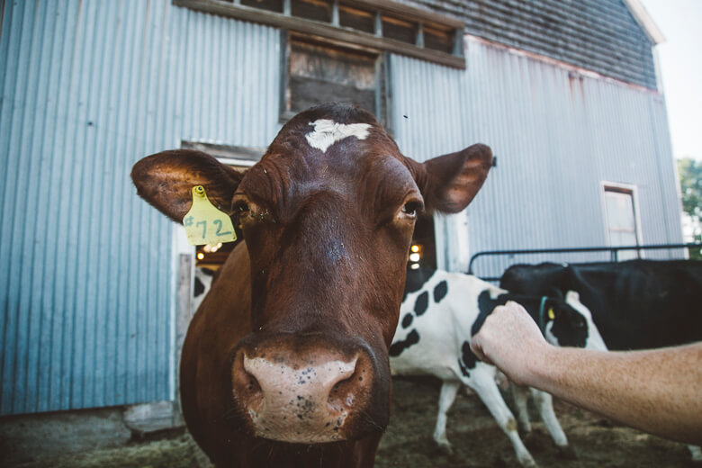 Close-up of brown cow with ear tag, standing in front of barn