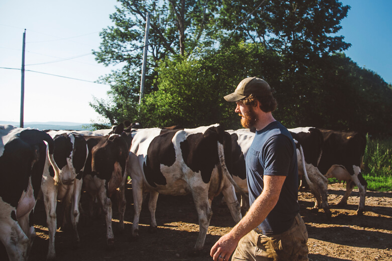Farmer with Holstein dairy cows in pasture on sunny summer day