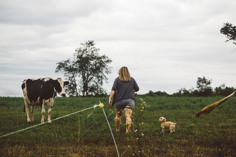 Person walking dogs near cow in grassy field under cloudy sky