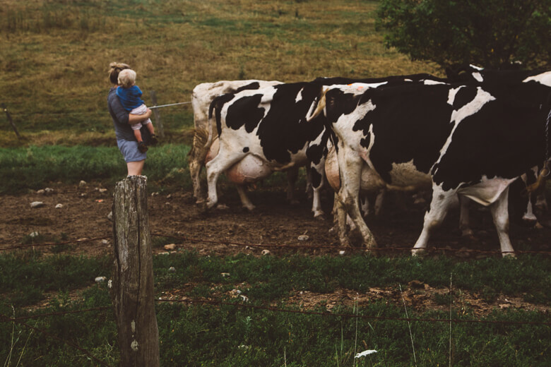 Farmer tending to black and white dairy cows in a rustic pasture