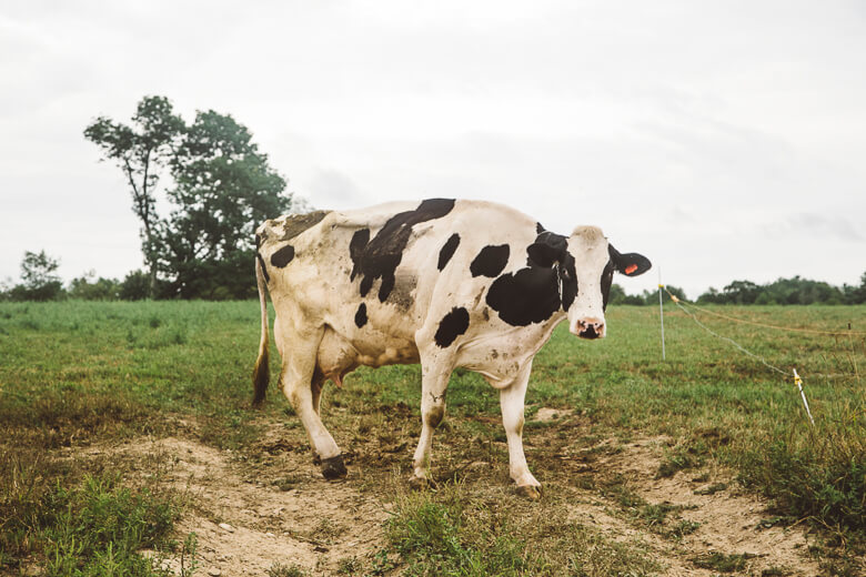 Black and white dairy cow standing in grassy pasture with trees