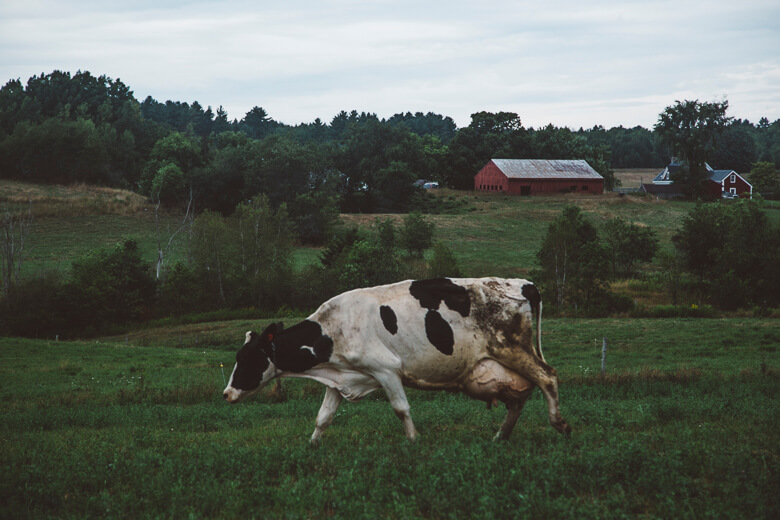 Black and white cow grazing in green pasture with red barn in background