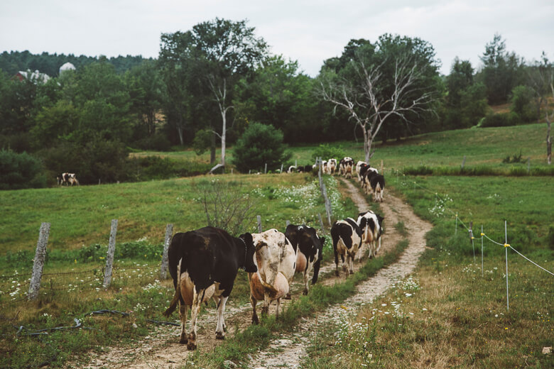 Dairy cows walking in single file along a rural dirt path between green fields