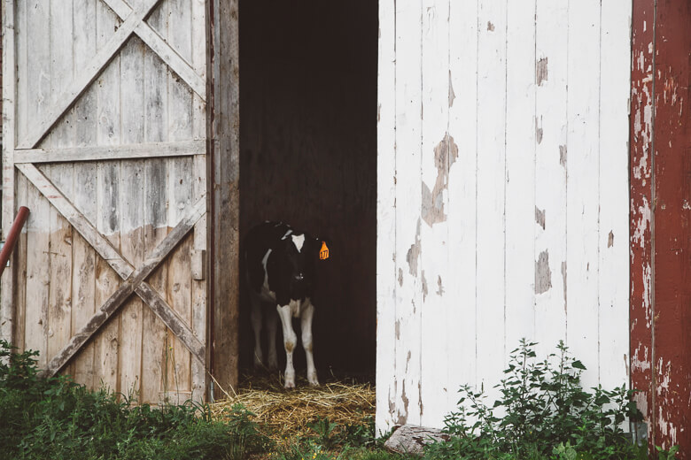 Black and white cow standing in rustic barn doorway with straw
