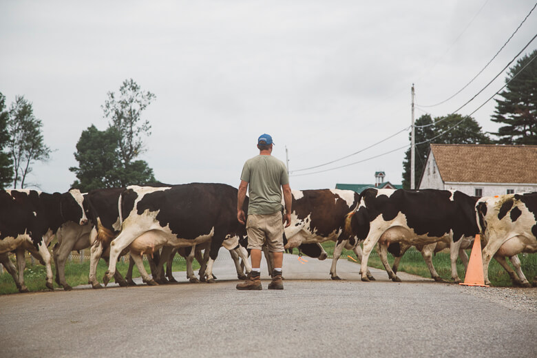 Farmer herding dairy cows across rural road with power lines overhead