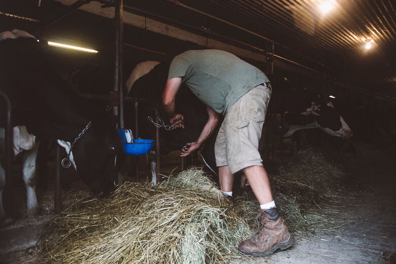 Farmer working with hay in a dimly lit barn, bending over hay bales