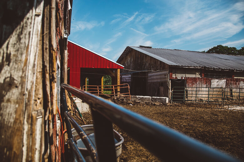 Red and weathered barns with metal fencing on a sunny farm day