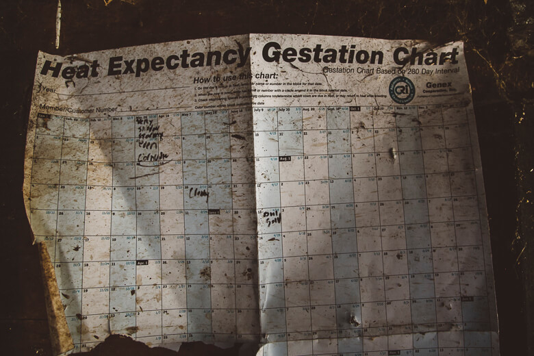 Worn and stained heat expectancy and gestation charts with handwritten notes