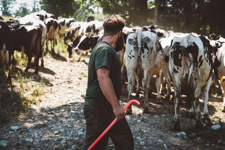 Farmer with red tool standing near herd of black and white dairy cows
