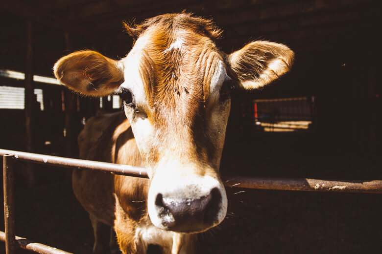 Close-up of a brown and white cow in a dimly lit barn stall