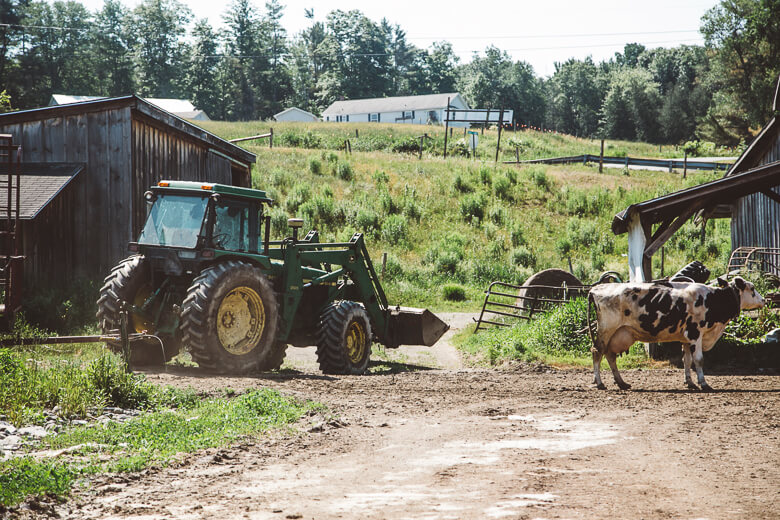 Dairy cow standing near tractor on rural farm with wooden buildings