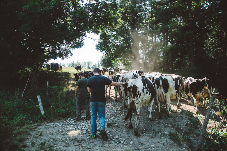 Farmers herding dairy cows along a rocky path through forest and sunlight