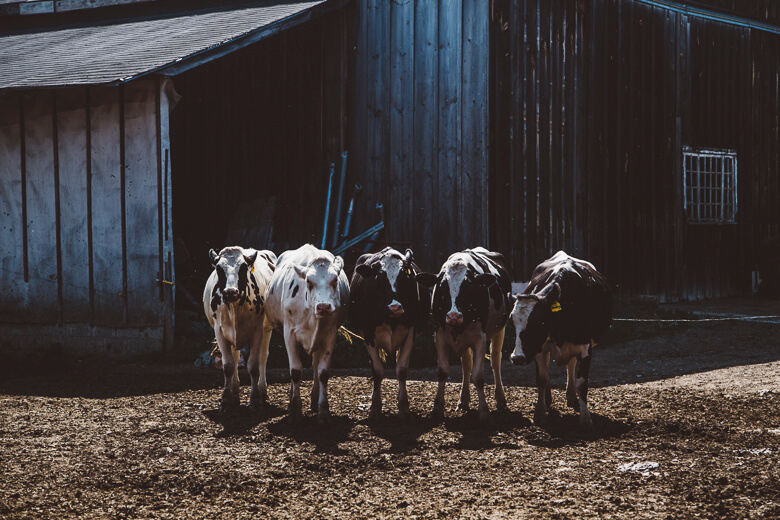 Five dairy cows standing together near a weathered wooden barn