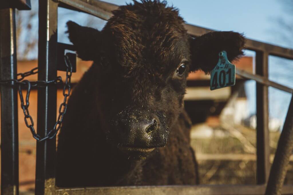 A black cow with a tag in its ear