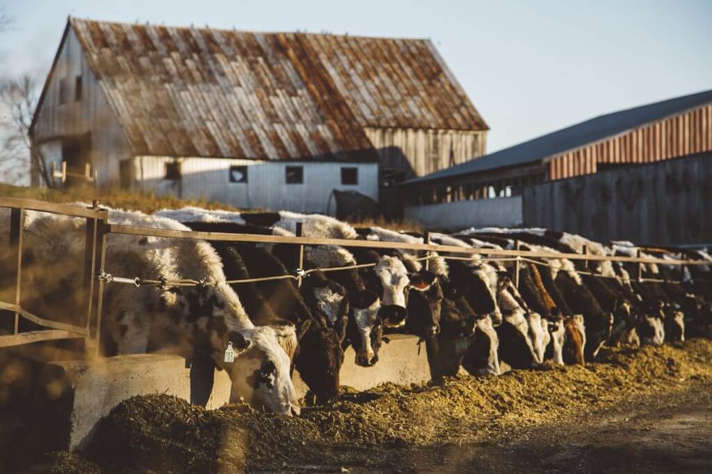 Dairy cows lined up at feeding trough near rustic wooden barn