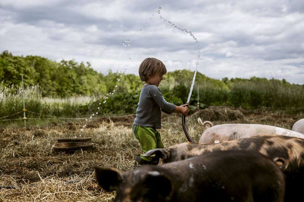 Child playing with water hose near pigs in farmyard