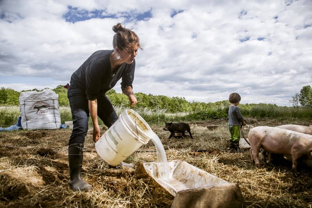 Farmer pouring milk for pigs in straw-covered field on cloudy day