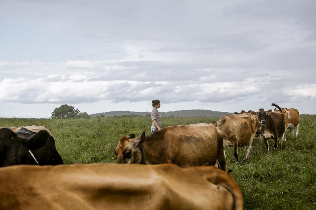 Person standing among dairy cows in green pasture under cloudy sky