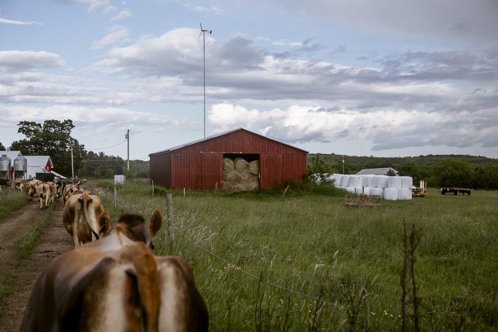 Cows walking on dirt path near red barn with wind turbine in background