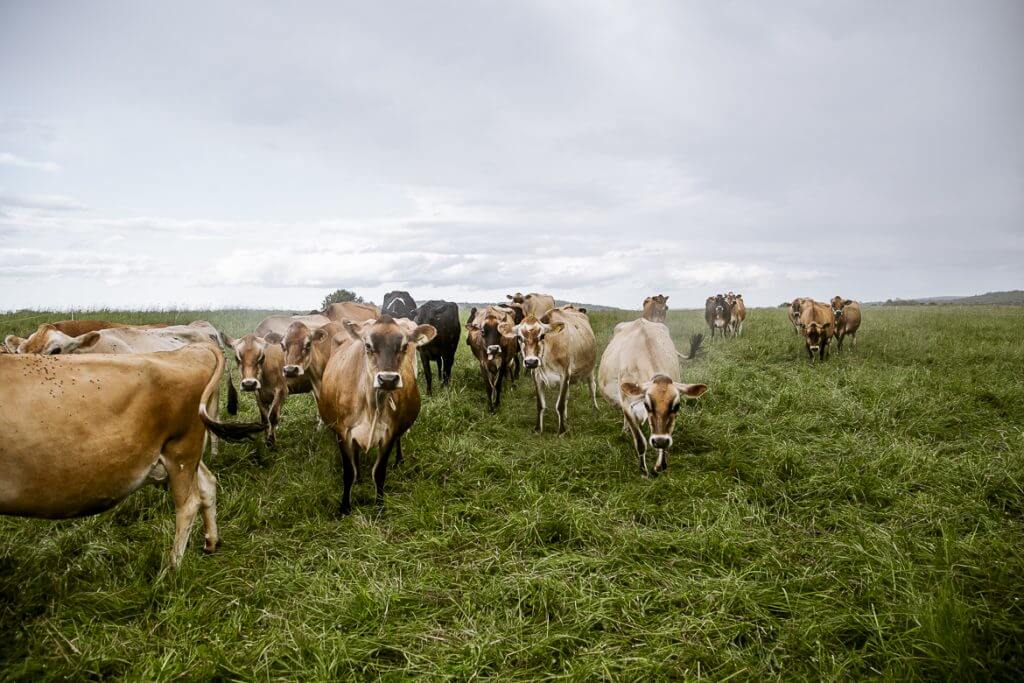 Herd of Jersey cows grazing in lush green pasture under cloudy sky