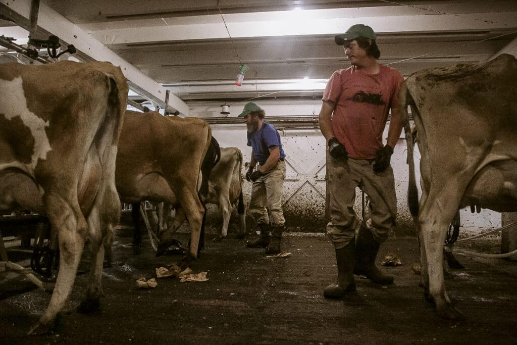 Workers milking cows in a dairy barn interior