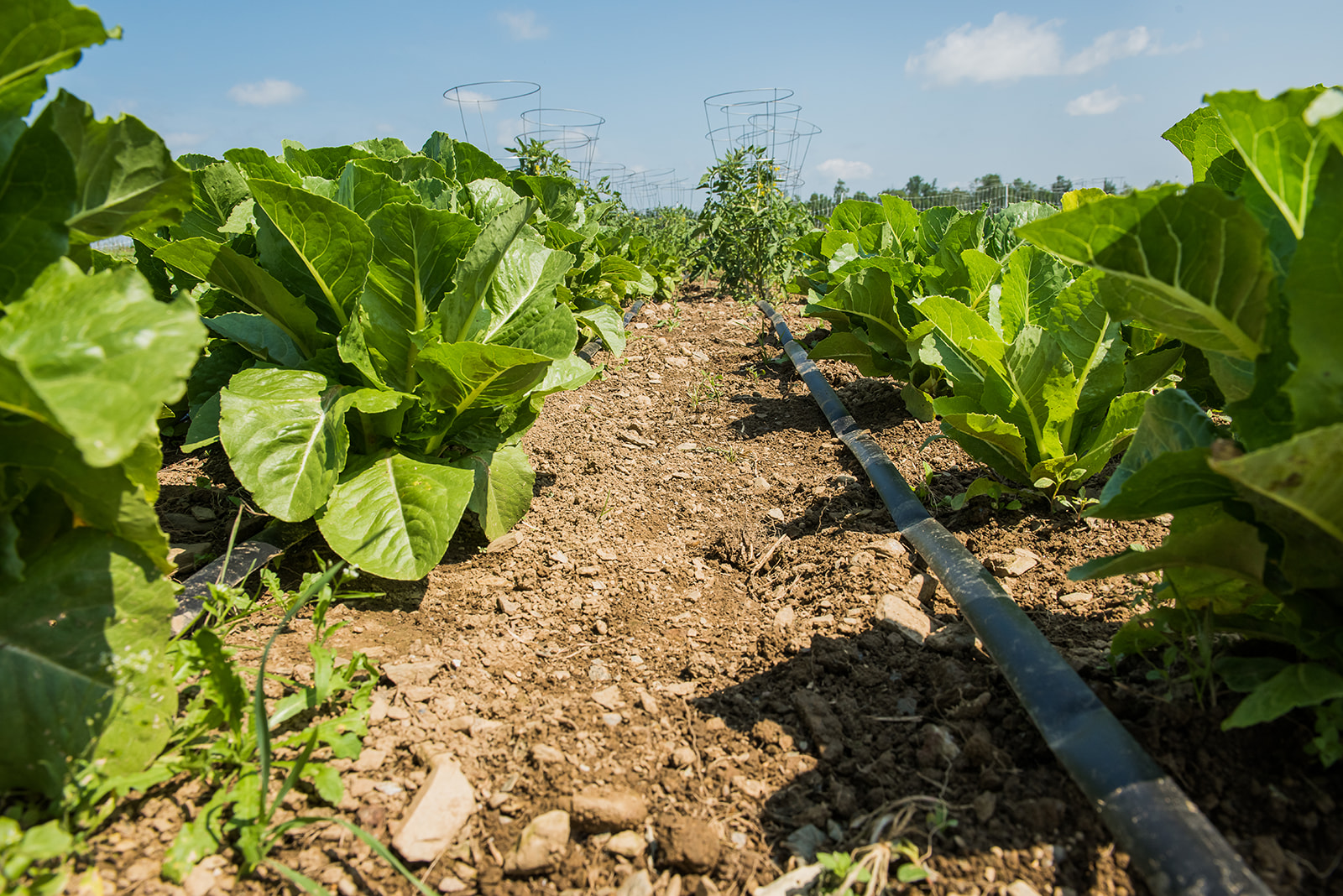 Action Alert: Support Investment in Maine’s Agricultural Sector