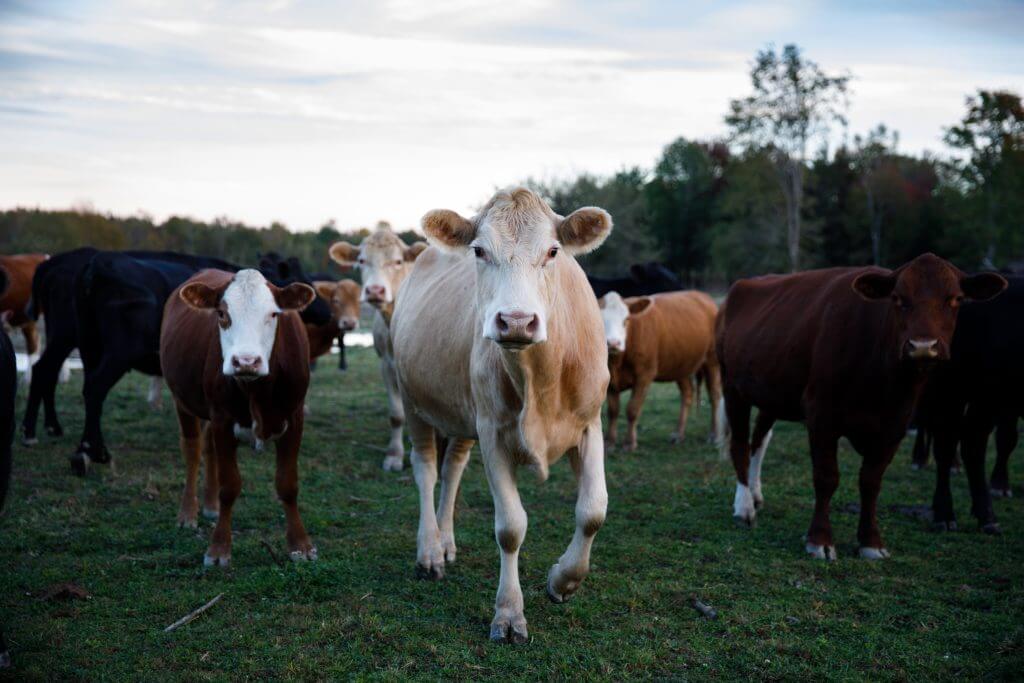 Herd of cows standing in a green pasture with trees in background