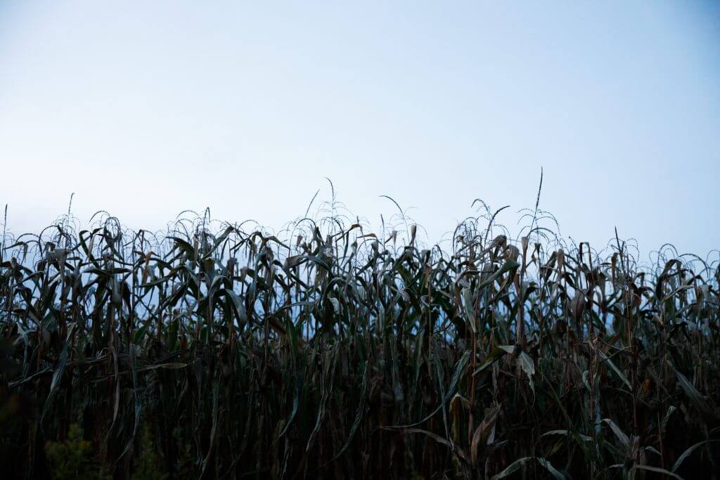 Dried corn stalks in a field against a pale blue sky