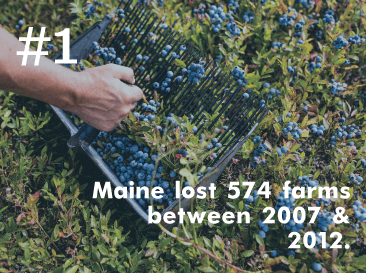 Hand harvesting blueberries with rake, #1 statistic about Maine farm loss