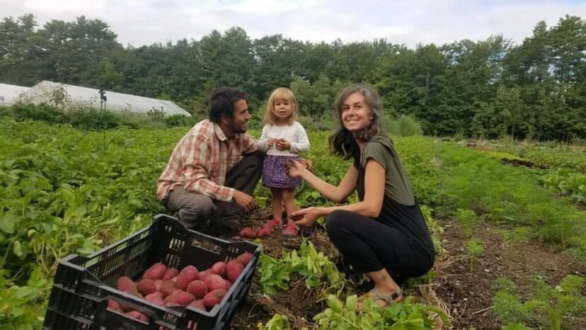Family harvesting red potatoes together on a green farm field