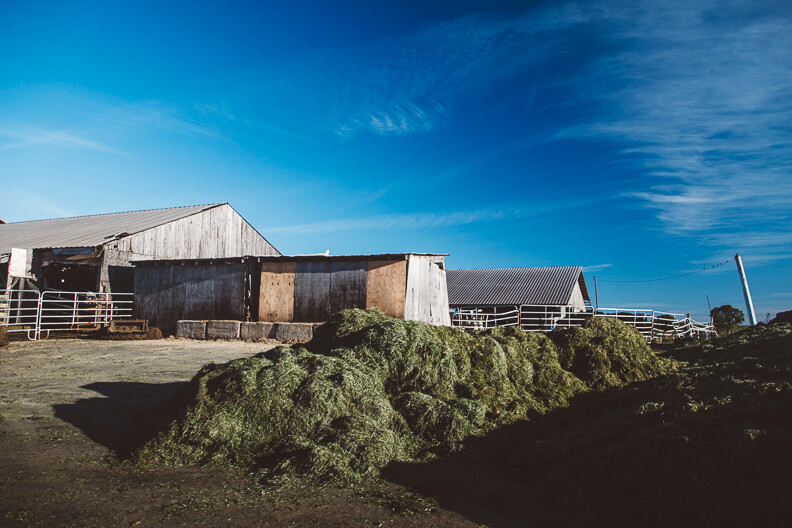 Large pile of hay in front of farm buildings under bright blue sky