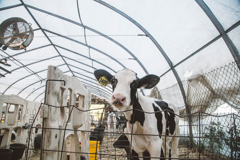Black and white dairy cow inside a greenhouse-like metal structure