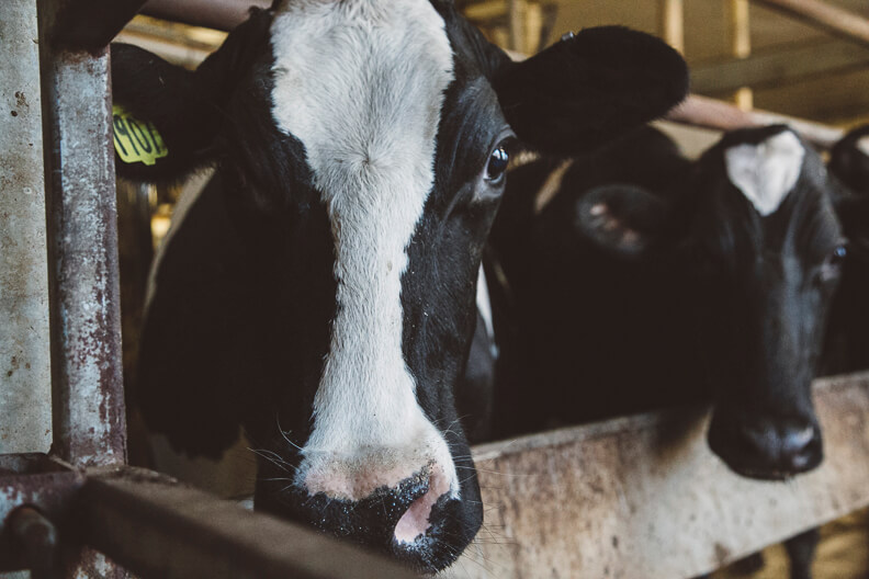 Black and white dairy cows in barn stall, close-up view
