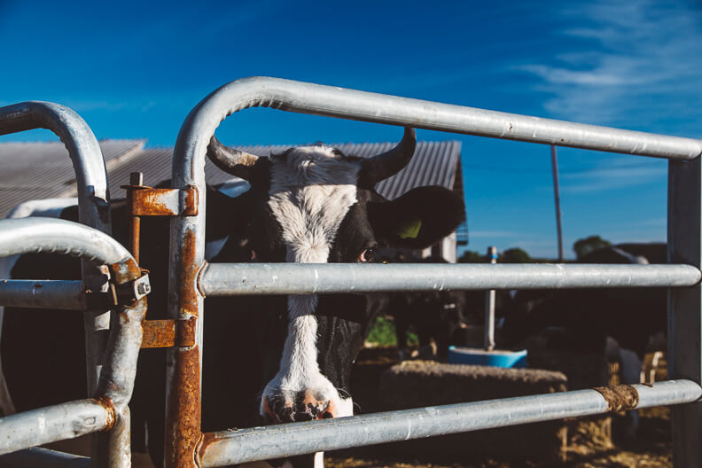 Cow peering through metal fence on sunny day at farm