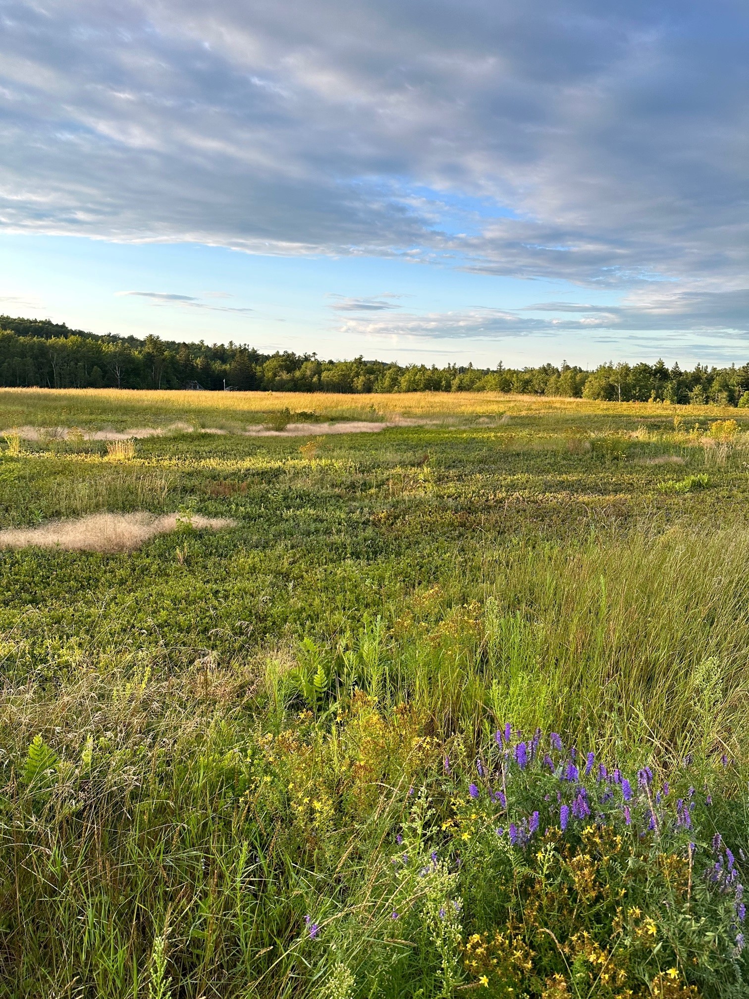 Meadow with green grass, wildflowers, and forest under cloudy blue sky