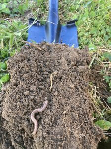 Soil sampling shovel with dirt and worms, in a field of green grass.