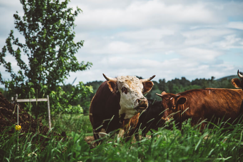 Cows grazing in lush green pasture with tree and cloudy sky