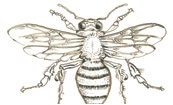Detailed vintage engraving of a bee with intricate wing and body details
