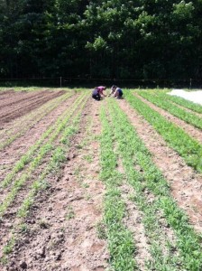 Two people working in rows of cultivated agricultural field