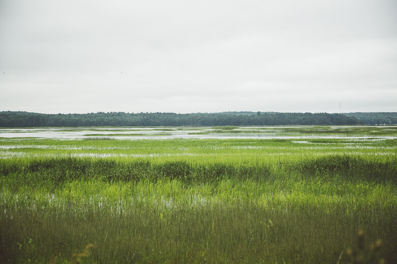 Expansive green marsh with water and distant forest under overcast sky