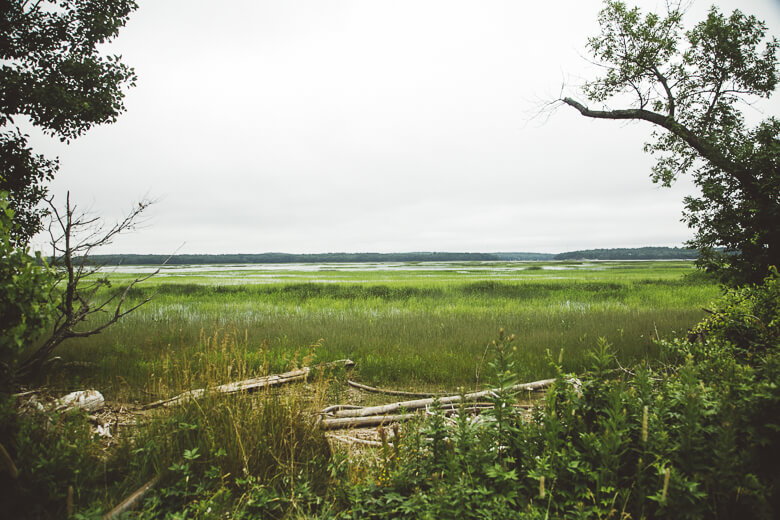 Peaceful marsh landscape with green grass, trees, and fallen logs