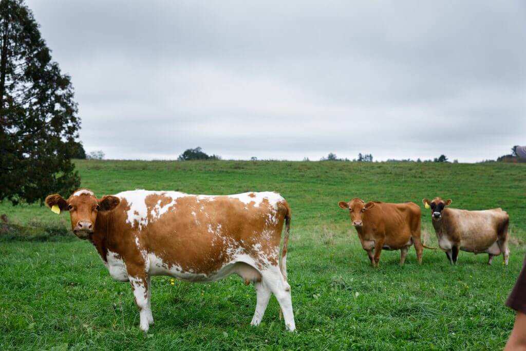 Three dairy cows grazing in a lush green pasture on a cloudy day