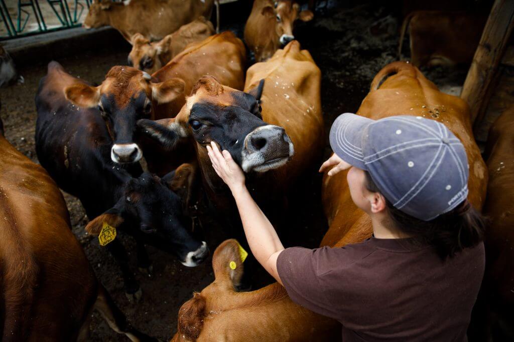 Person petting and caring for cows in crowded barn with yellow ear tags