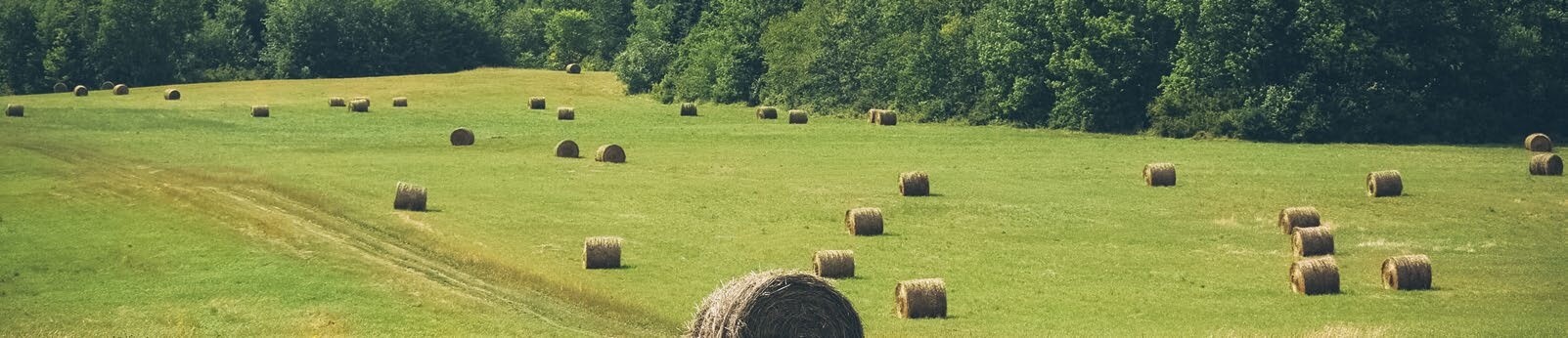 Hay bales scattered across a green field with forest in the background