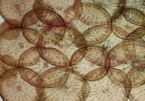 Overlapping transparent leaf skeletons in earthy brown and green tones