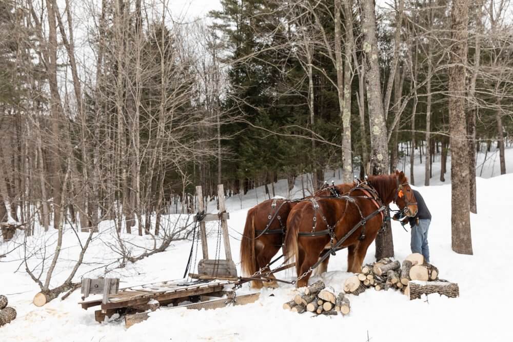 Pete Hagerty and his horses.